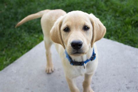 Trained Female Yellow Lab Puppy Lab Puppy Hunting, Hunting Dogs, Lab Dogs, Lab Puppies, Labrador ...