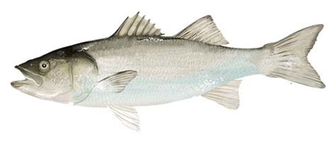 White Seabass Fishing Guide | How to Catch a White Seabass