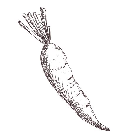 Sketch of carrot contour drawing isolated on white background, stock ...