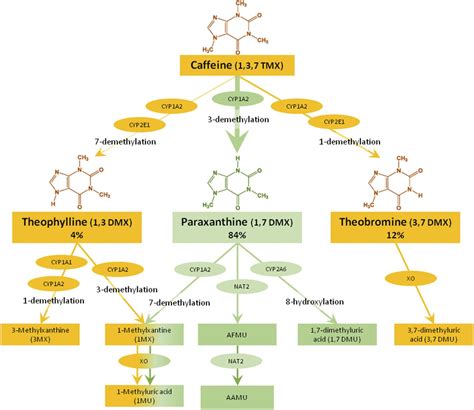 Interindividual Differences in Caffeine Metabolism and Factors Driving Caffeine Consumption ...