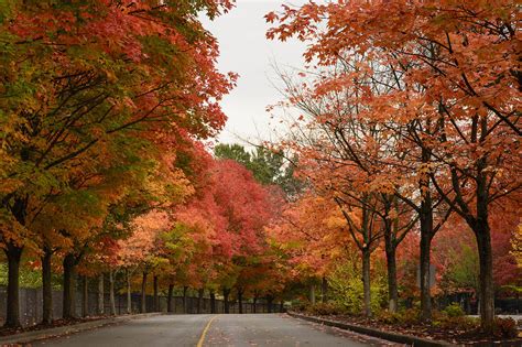 Renton Coulon Park Fall Colors Photograph by Monica Zaborac - Fine Art America