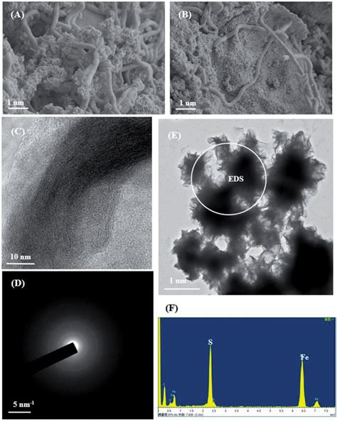 Morphology of bacterial cells at stationary growth phase observed by... | Download Scientific ...