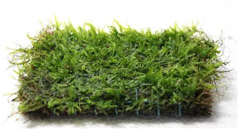 Java Moss on 2 x 4 mat – Foreground Carpet Aquarium Plant | Aquarium Plants