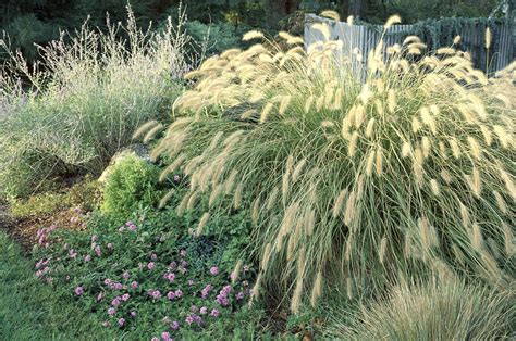 8 Best Ornamental Grasses to Add Privacy to the Garden