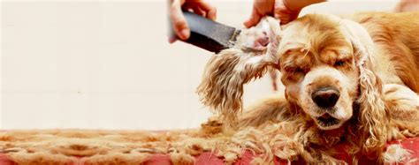 How to Remove Hair from a Dog's Ears | Wag!