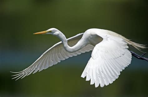 Egret in Flight - Bob Rehak Photography