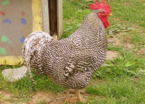 Lessons In Life From Wise Old Irish Hens | Irish American Mom