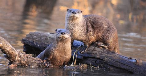 River otters | The Laurelin Archives