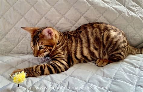 Toyger Kittens for Sale for Sale