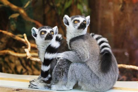 Lemurs - Wild Animals News & Facts