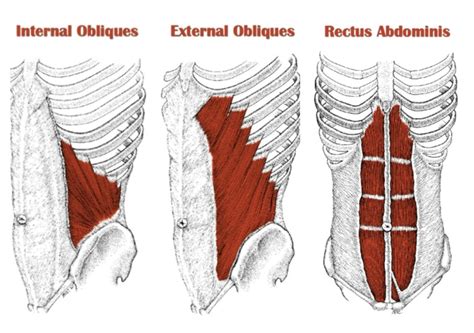 Obliques – AKA Your New Best Friend | Balance In Motion