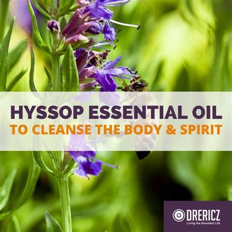 Hyssop Oil Uses for Cleansing the Body and Spirit in 2020 | Essential oil education, Hyssop oil ...