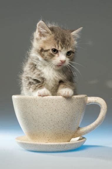 31 best Cats in cups images on Pinterest | Kitty cats, Adorable animals ...