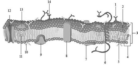 Draw and label a simple line diagram of a cell membrane. Include the major types of membrane ...