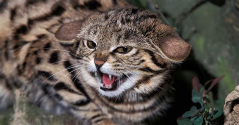 15 Most Dangerous Cat Breeds in the World