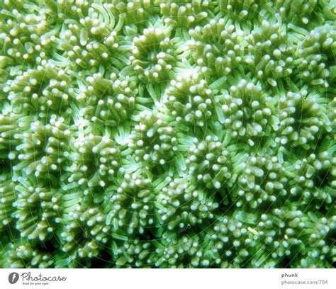 aquarium Seaweed - a Royalty Free Stock Photo from Photocase