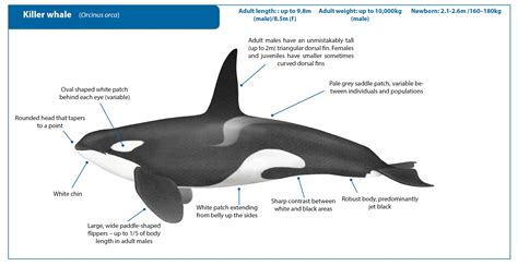 Female Killer Whale Body Parts | Hot Sex Picture