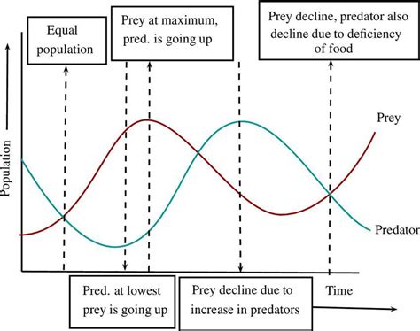 Show and explain the patterns in a predator-prey population graph - brainly.com