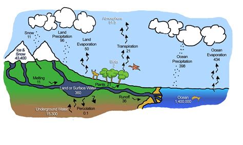 water cycle diagram - trp Image Search Results Water Cycle Project