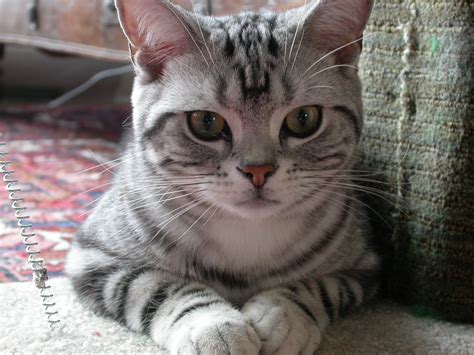 American Shorthair Cat Price Philippines - Dogs And Cats Wallpaper