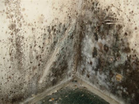 Toxic Black Mold | Everdry Basement Waterproofing Michigan