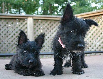 Two small puppies - A black with white Scoland Terrier puppy is laying down on a concrete porch ...