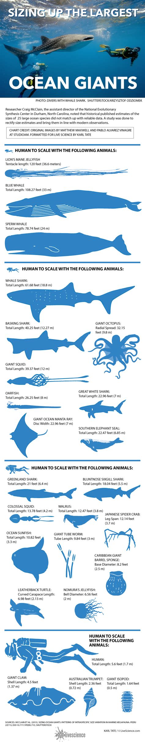 New Size Estimates for Large Ocean Animals (Infographic) | Live Science