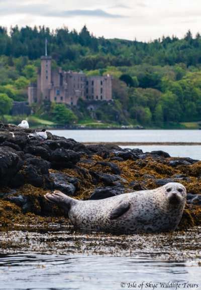 Isle of Skye Wildlife Tours, birds, birdwatching, trips, tours, eagles ...