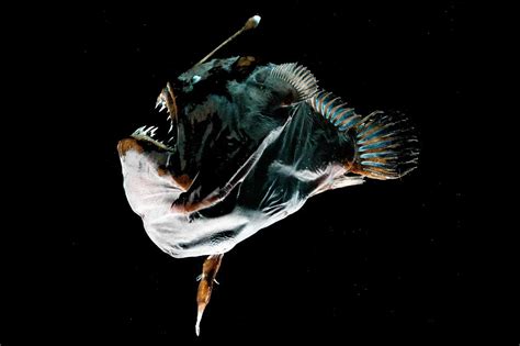 Meet the anglerfish: the most famous 'deep sea monster'