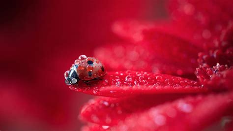 Red Ladybug On Red Flower With Water Drops In Blur Red Background Animals HD desktop wallpaper ...