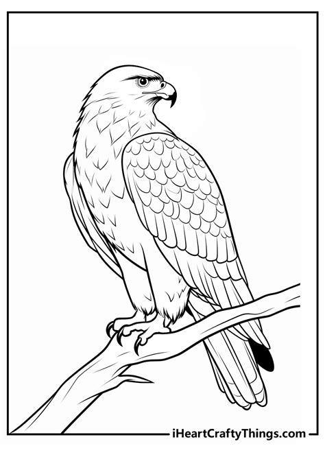 Red-Tailed Hawk Coloring Page