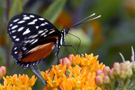 Free picture: flower, garden, insect, nature, butterfly, herb, milkweed