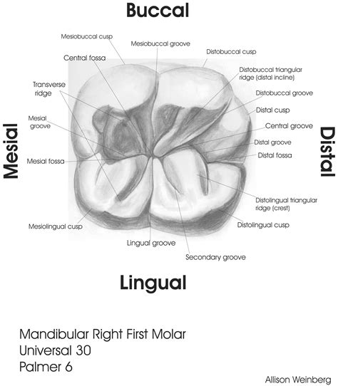 Pin on Dental health