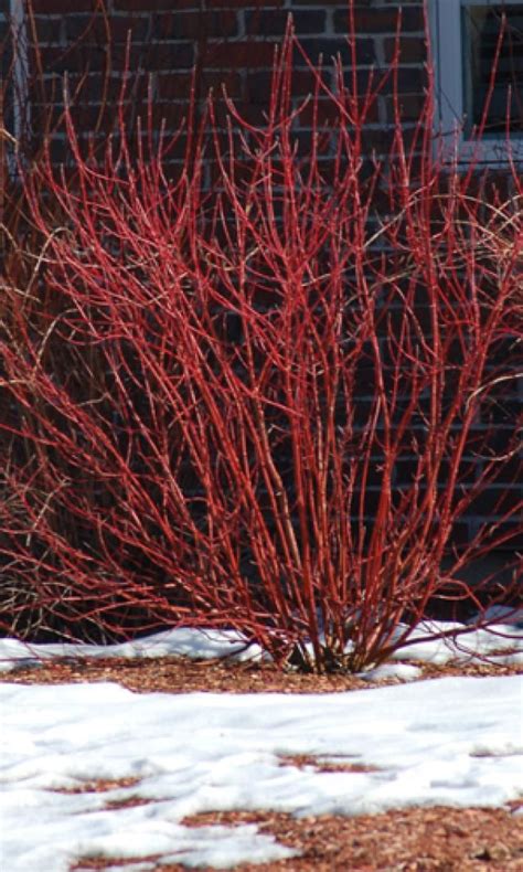 12 Beautiful Dogwood Trees and Shrubs | Dogwood trees, Dogwood shrub ...