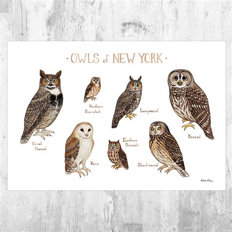 New York Owls Field Guide Art Print – Kate Dolamore Art