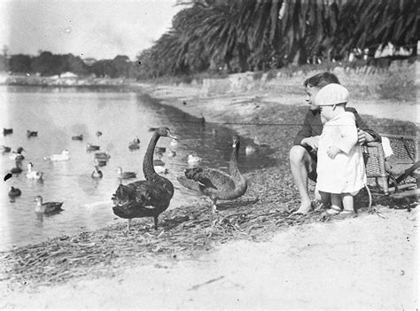 Friday essay: a rare bird — how Europeans got the black swan so wrong