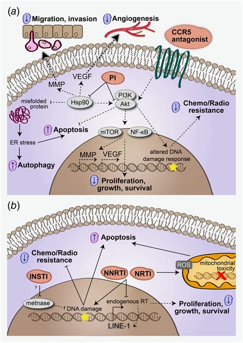 HIV‐1, HAART and cancer: A complex relationship - Shmakova - 2020 - International Journal of ...