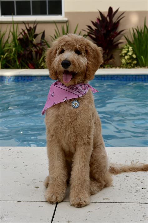 Our Doodle Daisy got her first haircut today. : Goldendoodles | Goldendoodle grooming ...