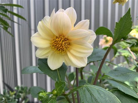 Dahlias from our small farm : r/gardening