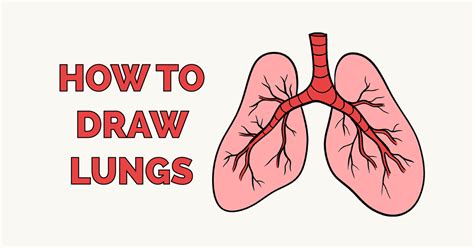 How to Draw Lungs - Really Easy Drawing Tutorial