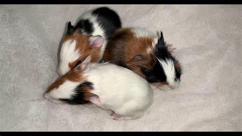 3 new born guinea pig babies with beautiful colours - YouTube