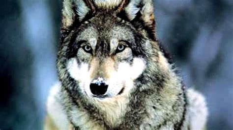 Why Gray Wolves Are Endangered - Danger Choices