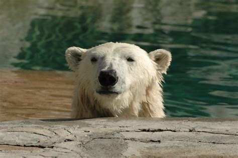 File:Polar Bear Head.jpg