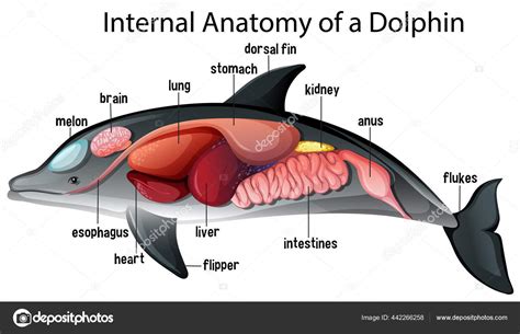 Dolphin Reproductive Anatomy