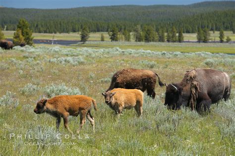 American bison, Bison bison photo, Hayden Valley, Yellowstone National ...