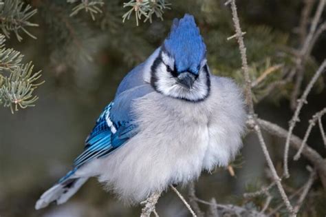 Blue Jay Symbolism: 16 Spiritual Meanings