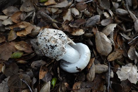 Amanita ocreata | Cap: flic.kr/p/2okFYMX | Conejo Valley Botanic Garden | Flickr