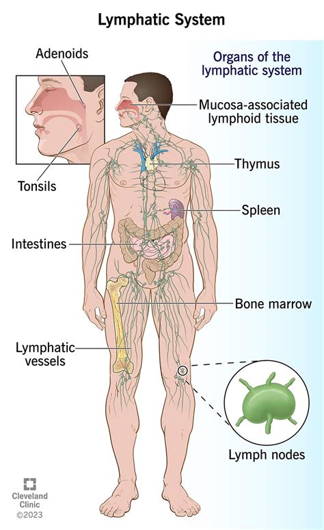 Lymphatic System - Biology Simple