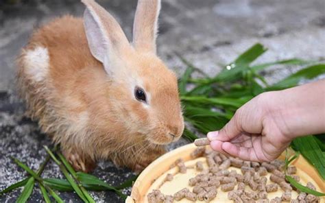 Guidance on Feeding Your Bunny By Making Your Own Feed Pellets