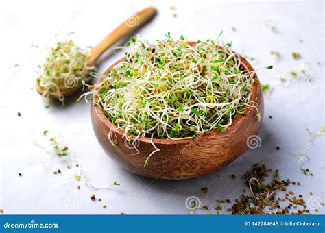 Fresh Green Organic Alfalfa Sprouts on Bright Background Stock Image - Image of alfalfa, young ...